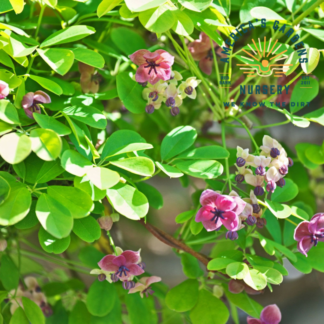Chocolate Vine &ndash; Americas Gardens Nursery