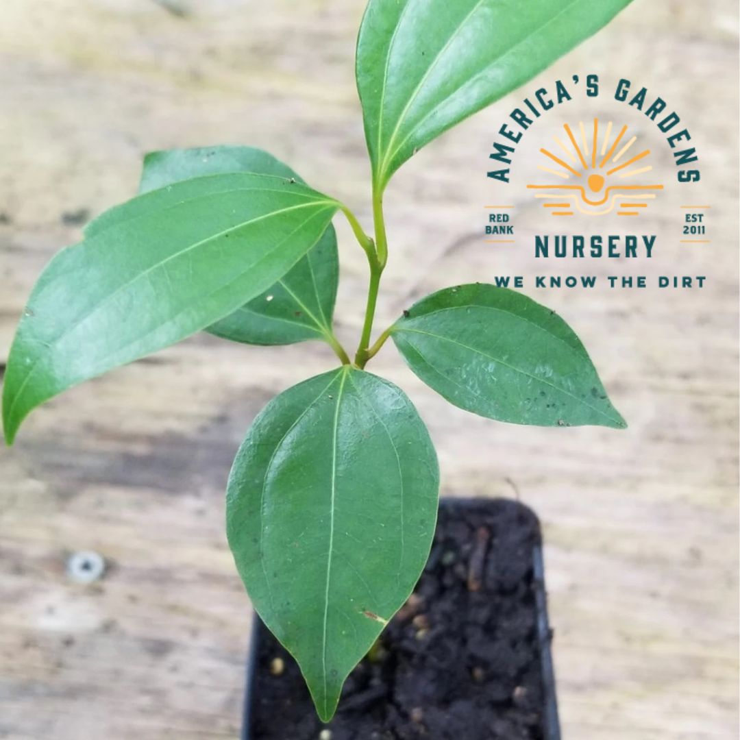 Cinnamon Tree – America's Gardens Nursery