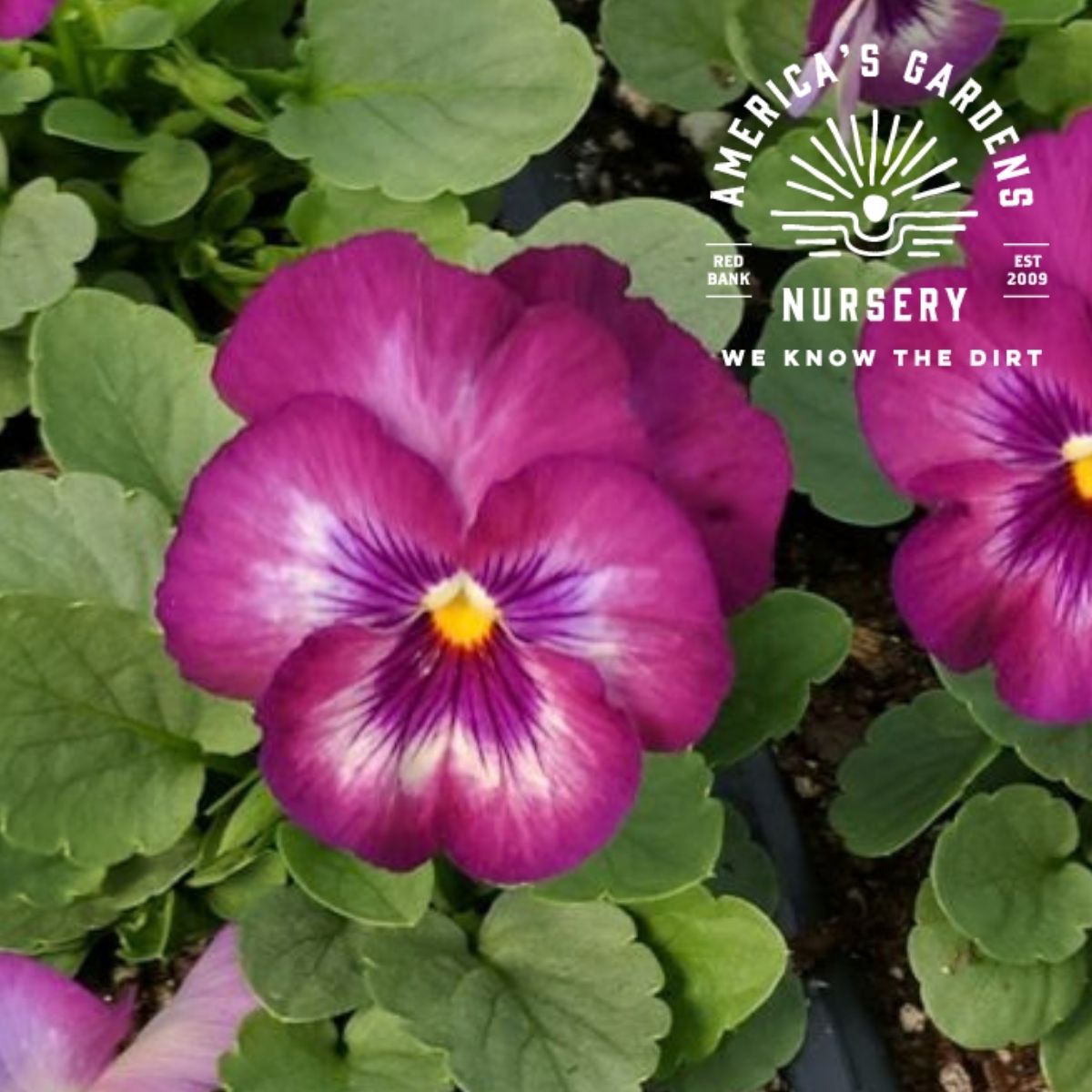Viola Plants