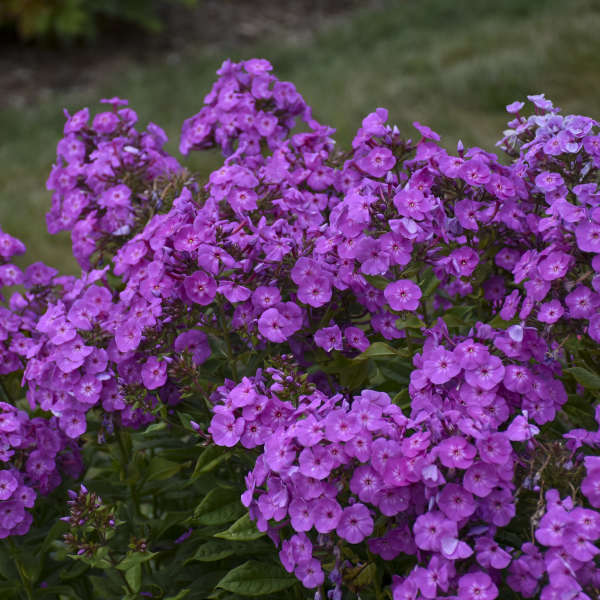 Cover Girl Tall Phlox