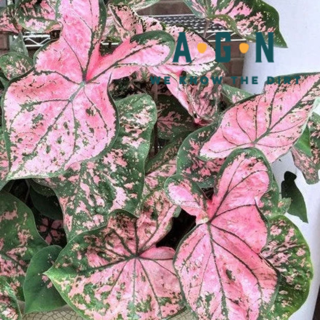 Caladium Plants