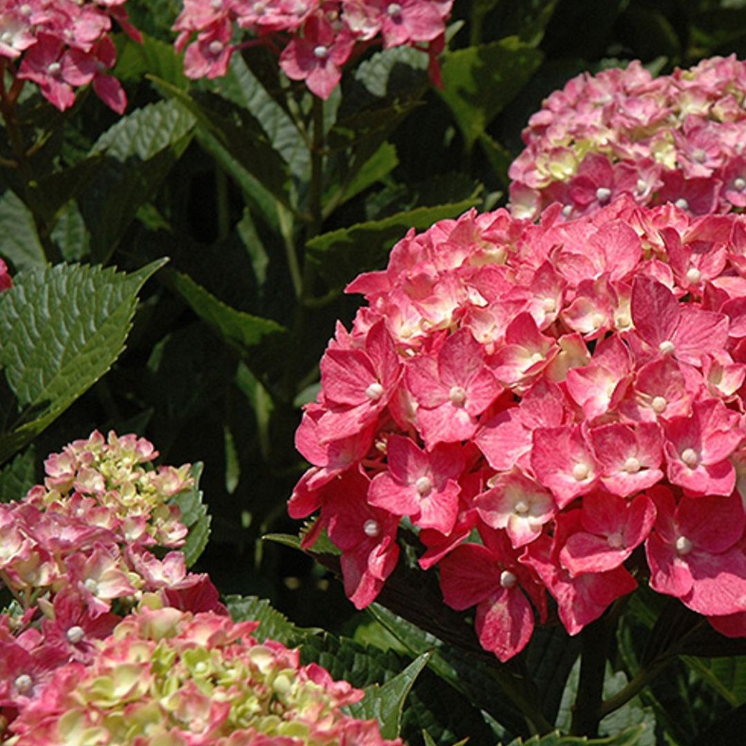 Forever Pink Hydrangea – America's Gardens Nursery