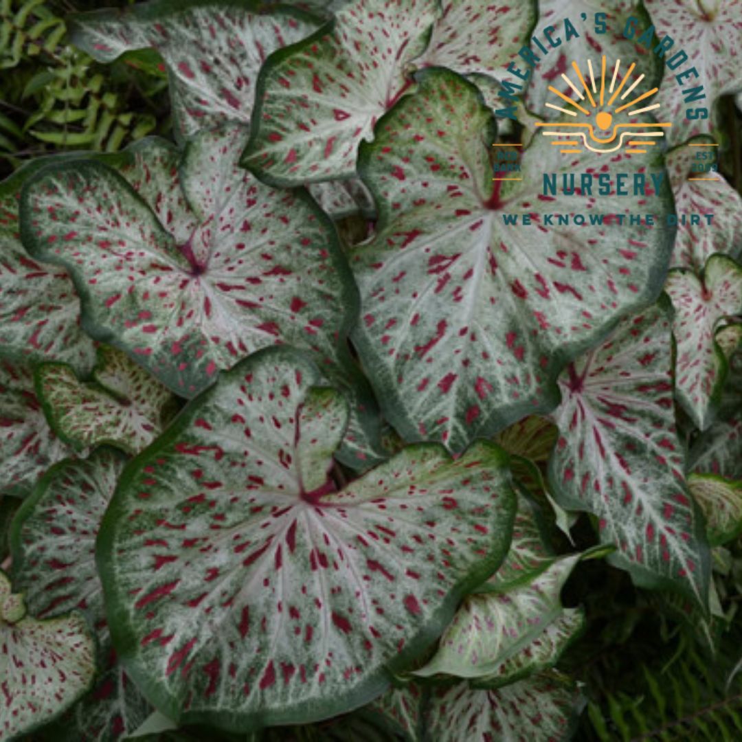 Caladium Plants