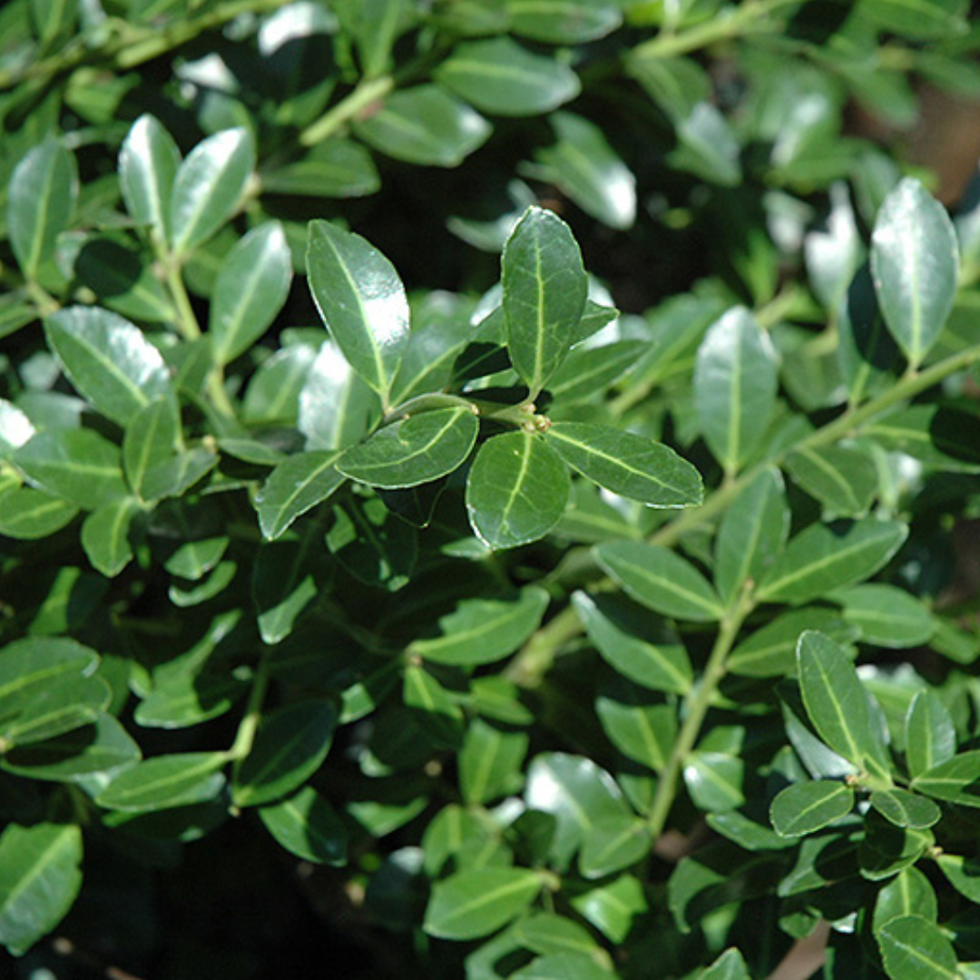 Green Luster Holly