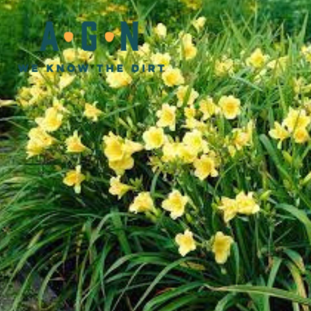 Assorted Daylilies