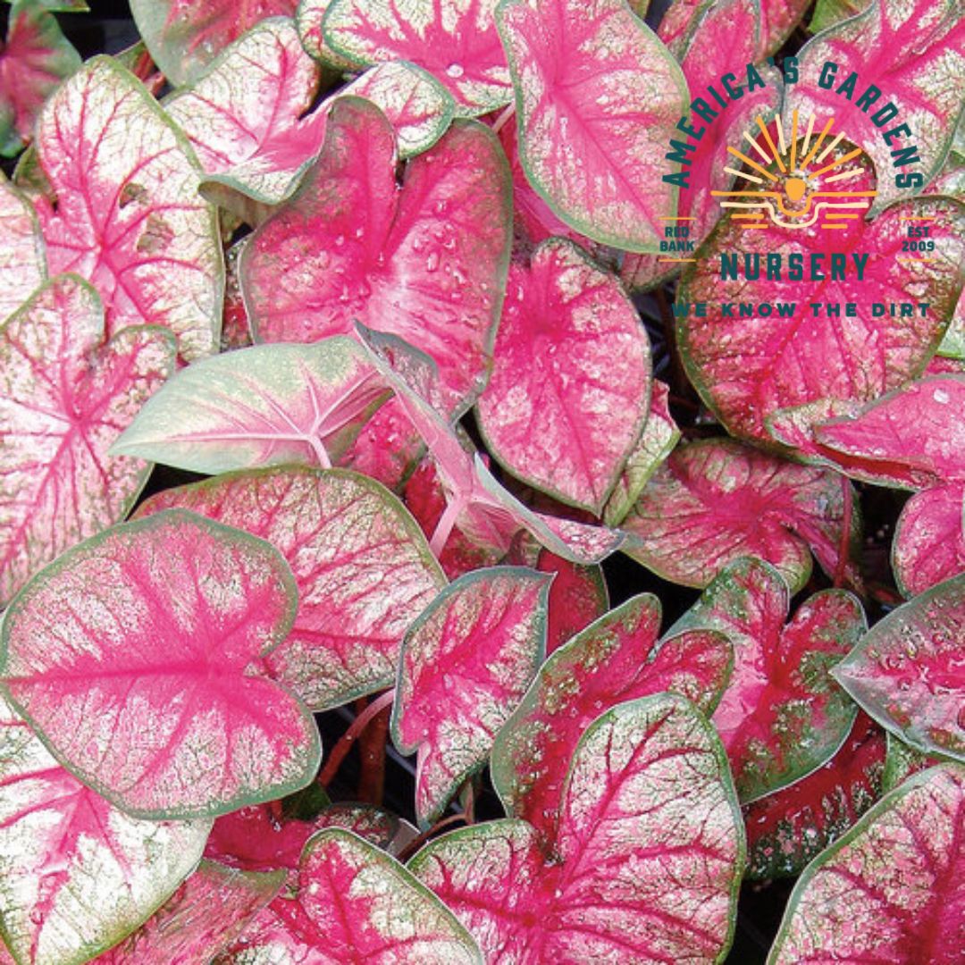 Caladium Plants