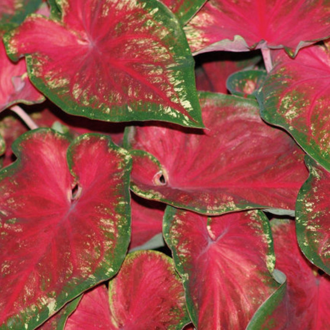 Caladium Plants