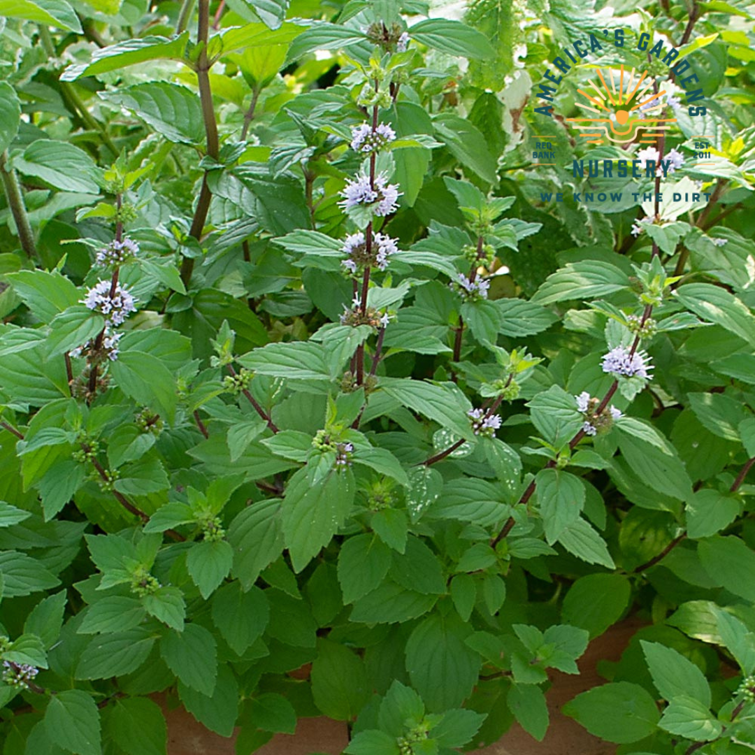 Hilary's Sweet Lemon Mint Plant