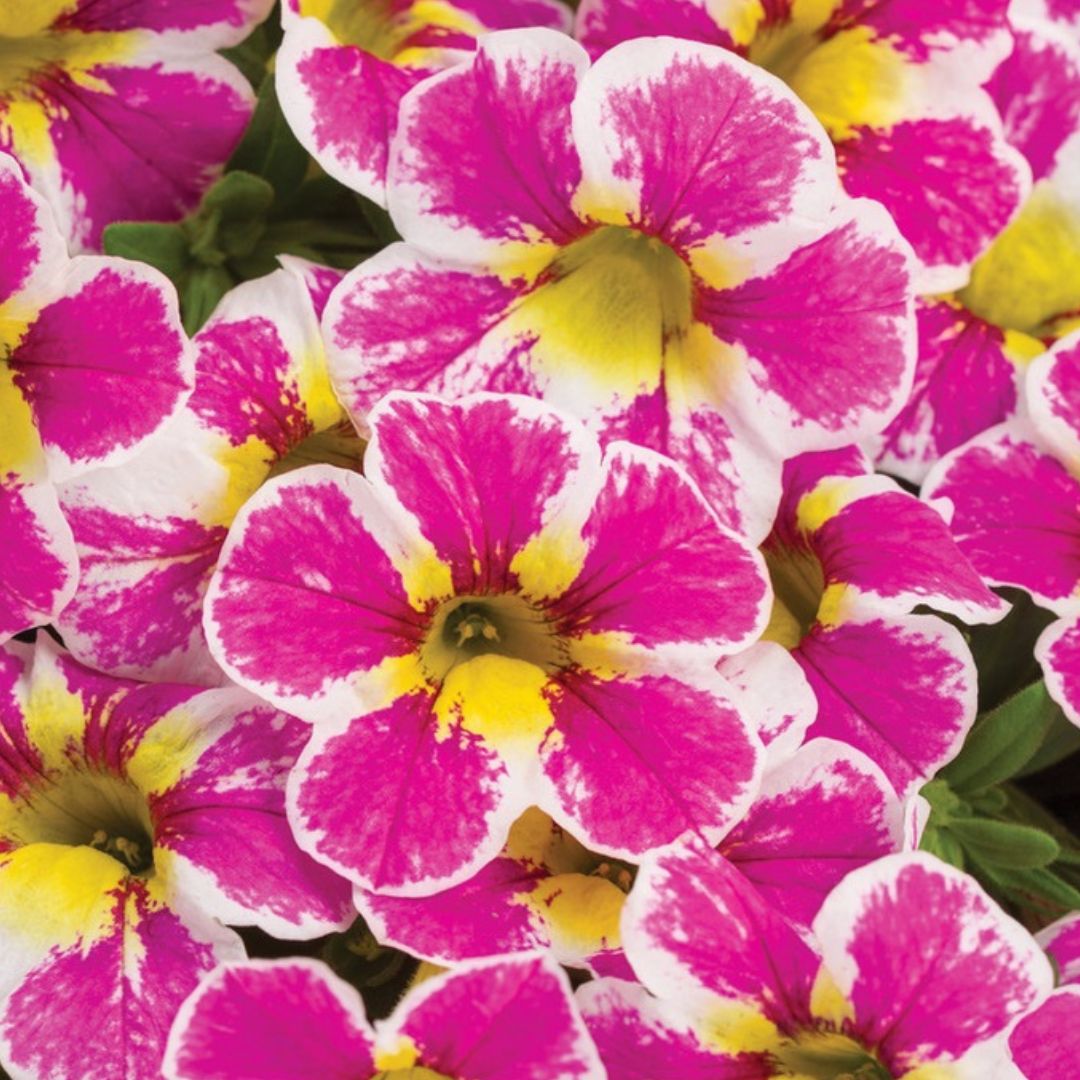 Superbells Calibrachoa