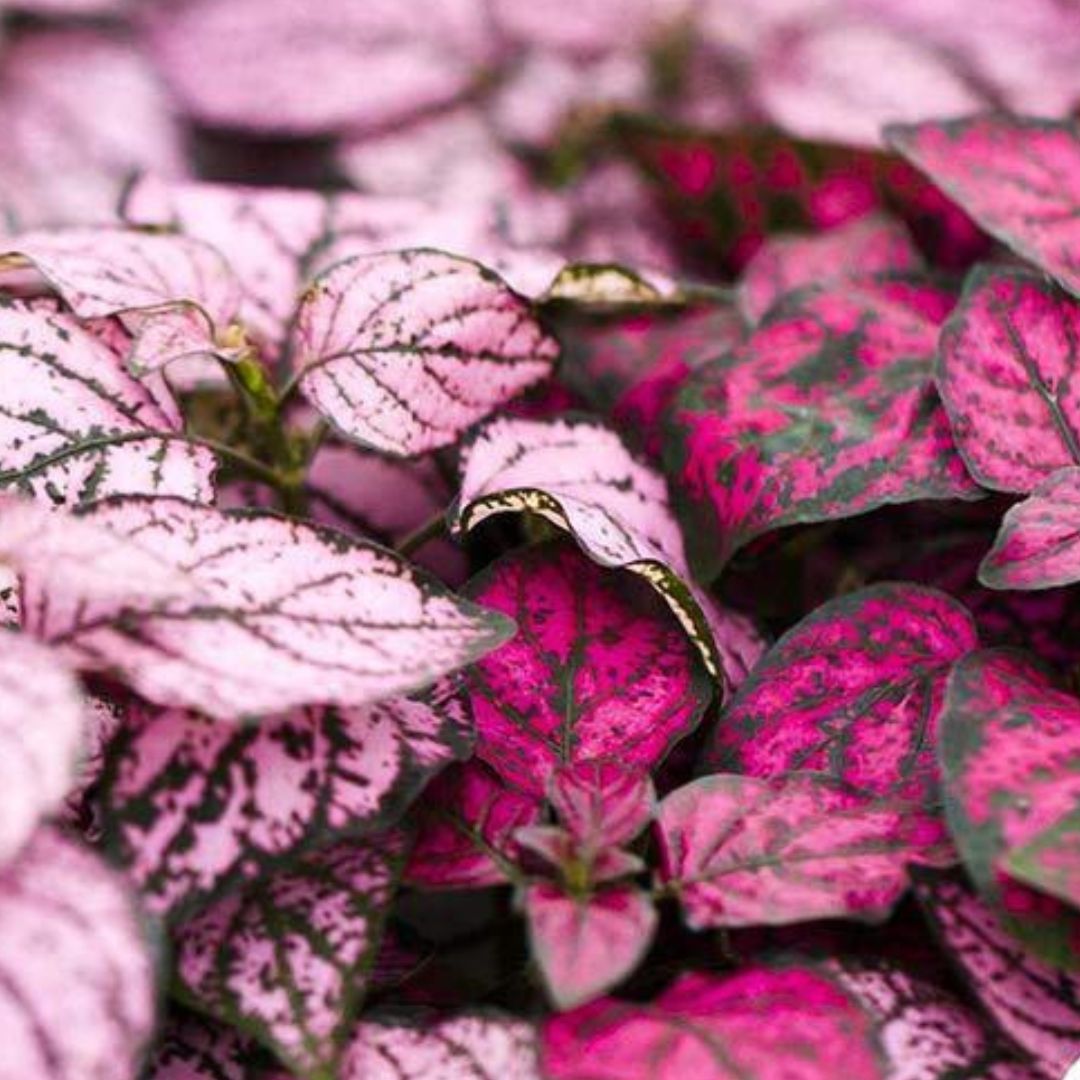 Hypoestes Splash Mix Plant