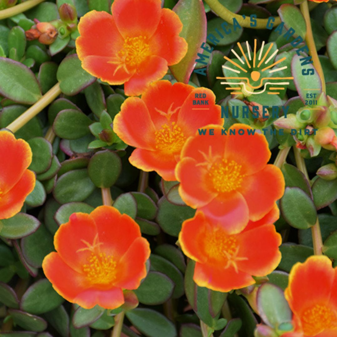 Seaglass Portulaca
