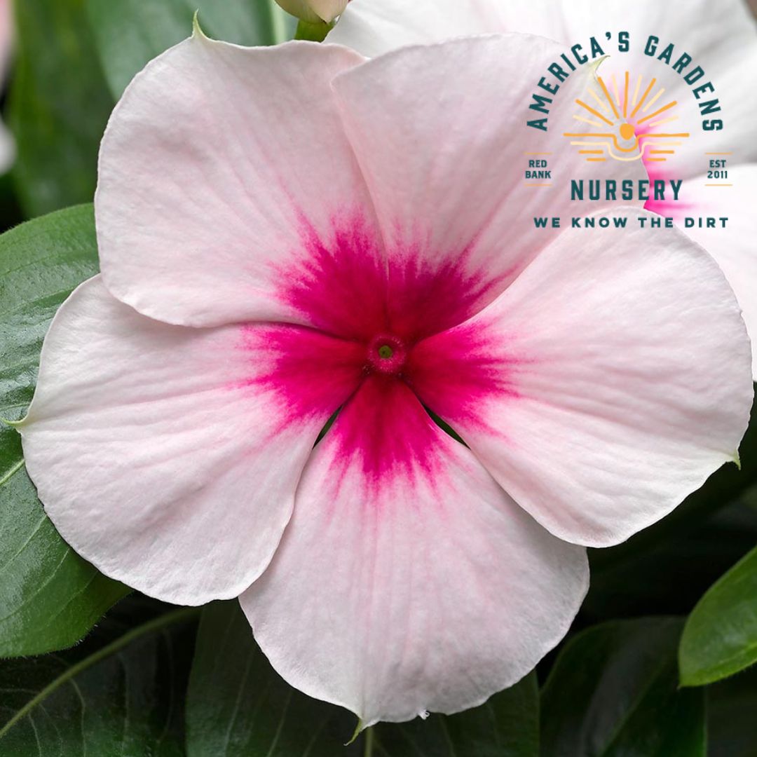 Vinca Cora Cascade