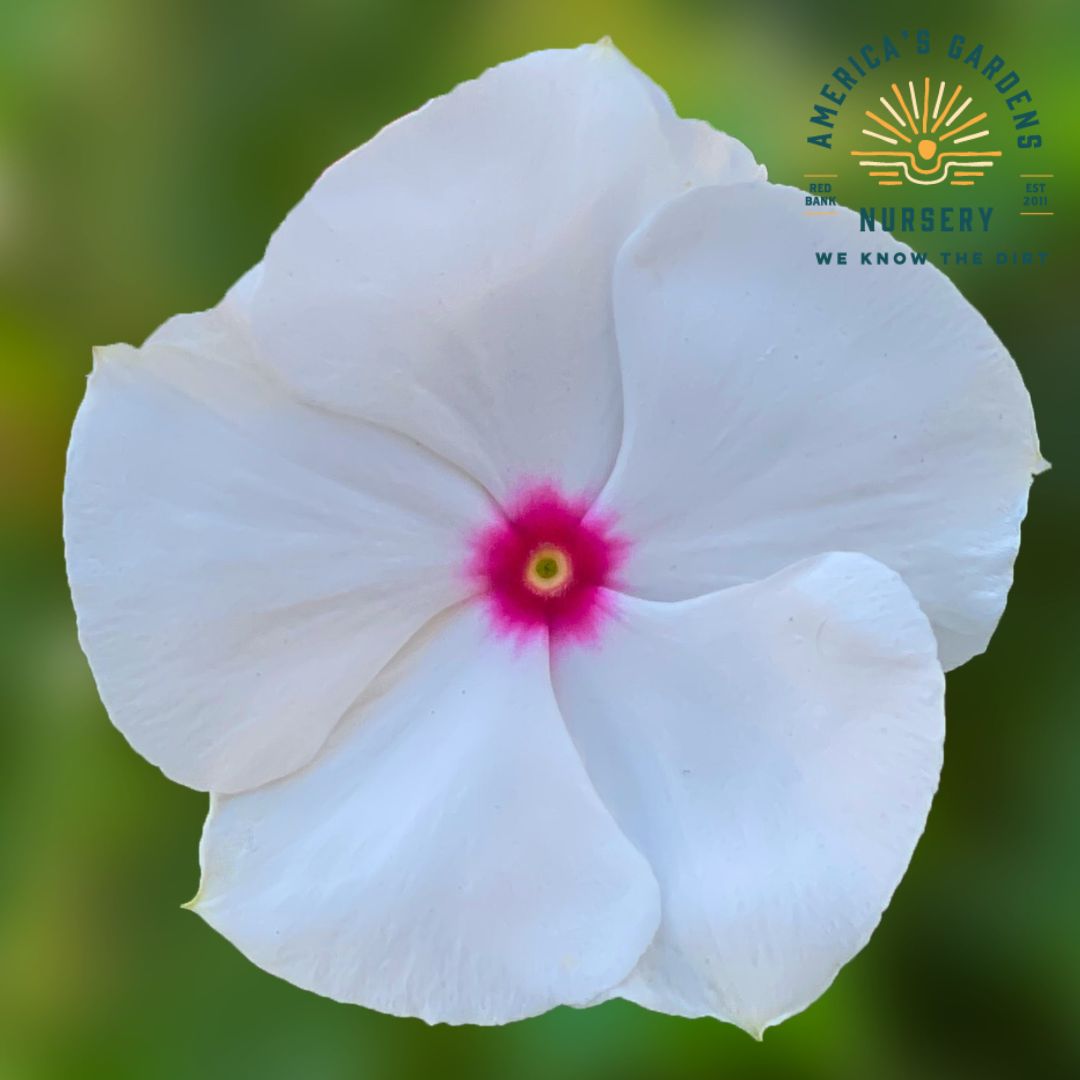 Vinca Cora Cascade