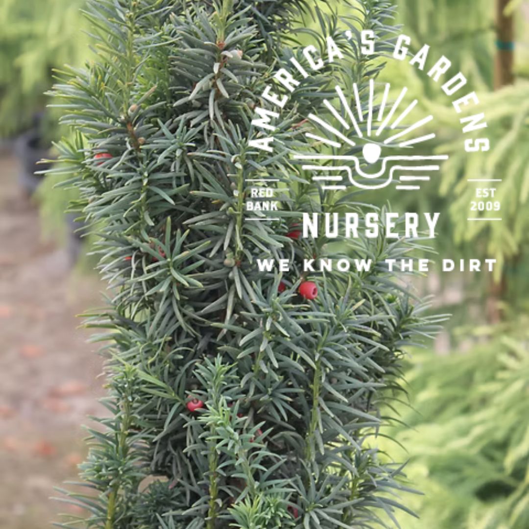 Irish Yew