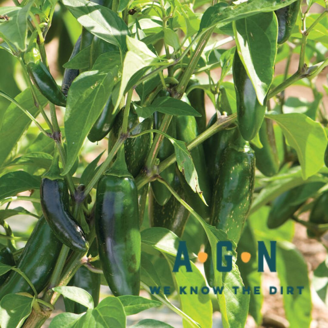Jalapeno Pepper Plant