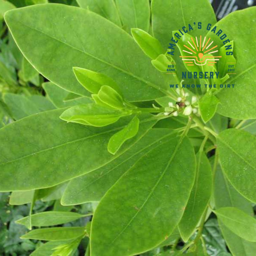 Hardy Anise Shrub