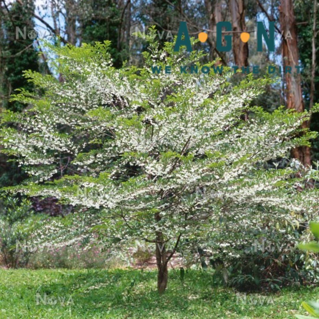 Japanese Snowbell Tree
