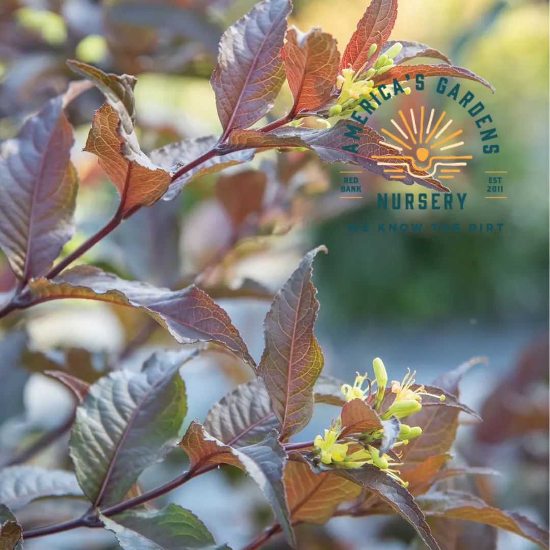 Kodiak Honeysuckle Bush