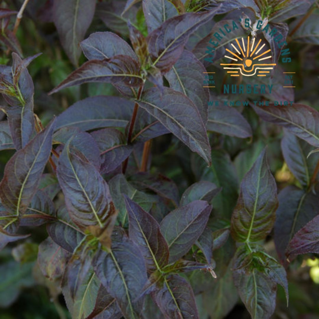 Kodiak Honeysuckle Bush