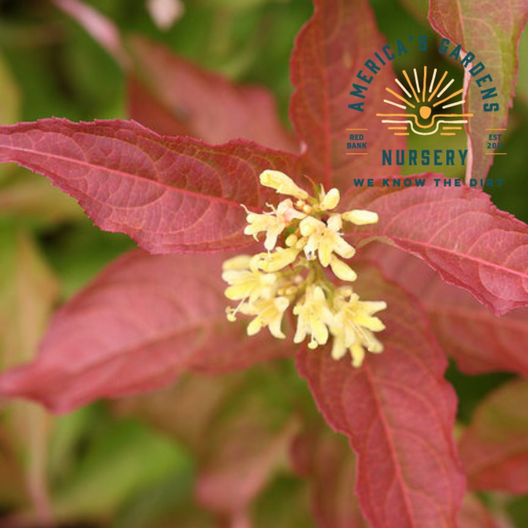 Kodiak Honeysuckle Bush