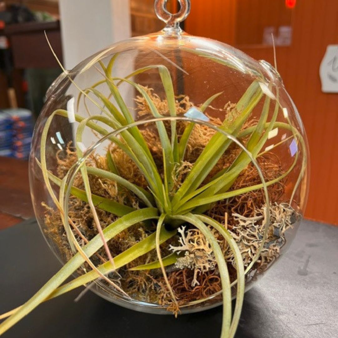 Hanging Airplant Globes