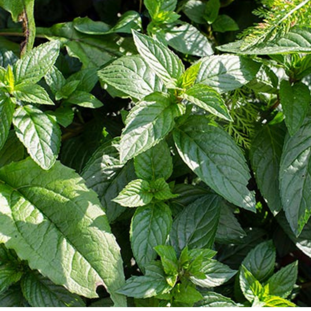 Lime Mint | America's Gardens Nursery