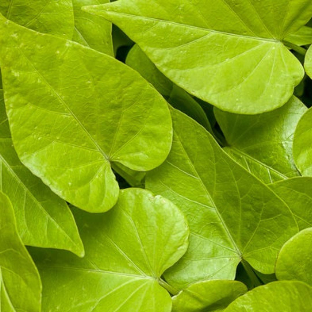 Sweet Carolina Sweetheart Sweet Potato Vines