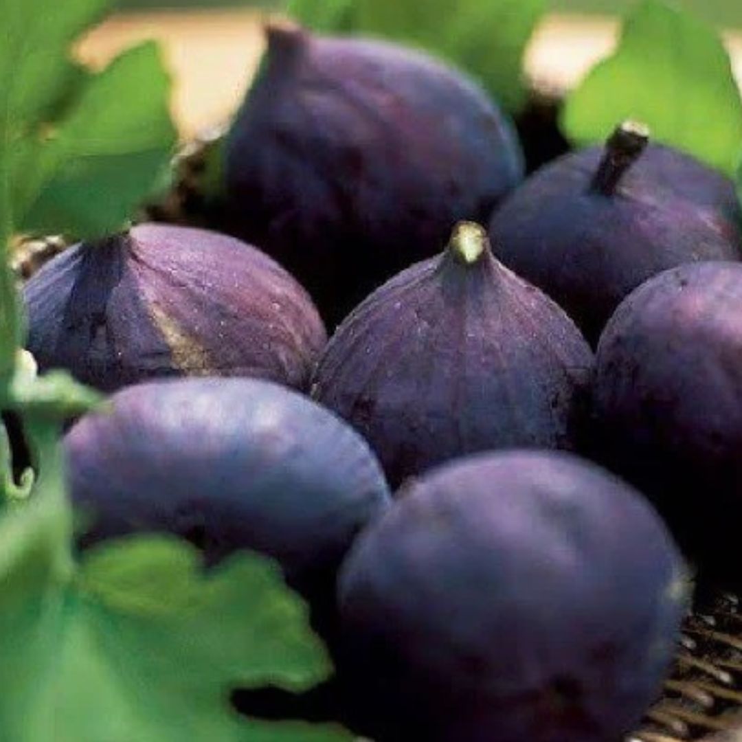 Louisiana Purple Fig