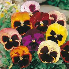 Pansies