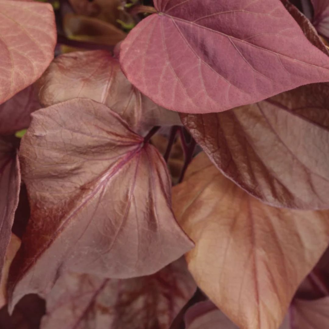 Sweet Carolina Sweetheart Sweet Potato Vines