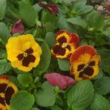 Pansies