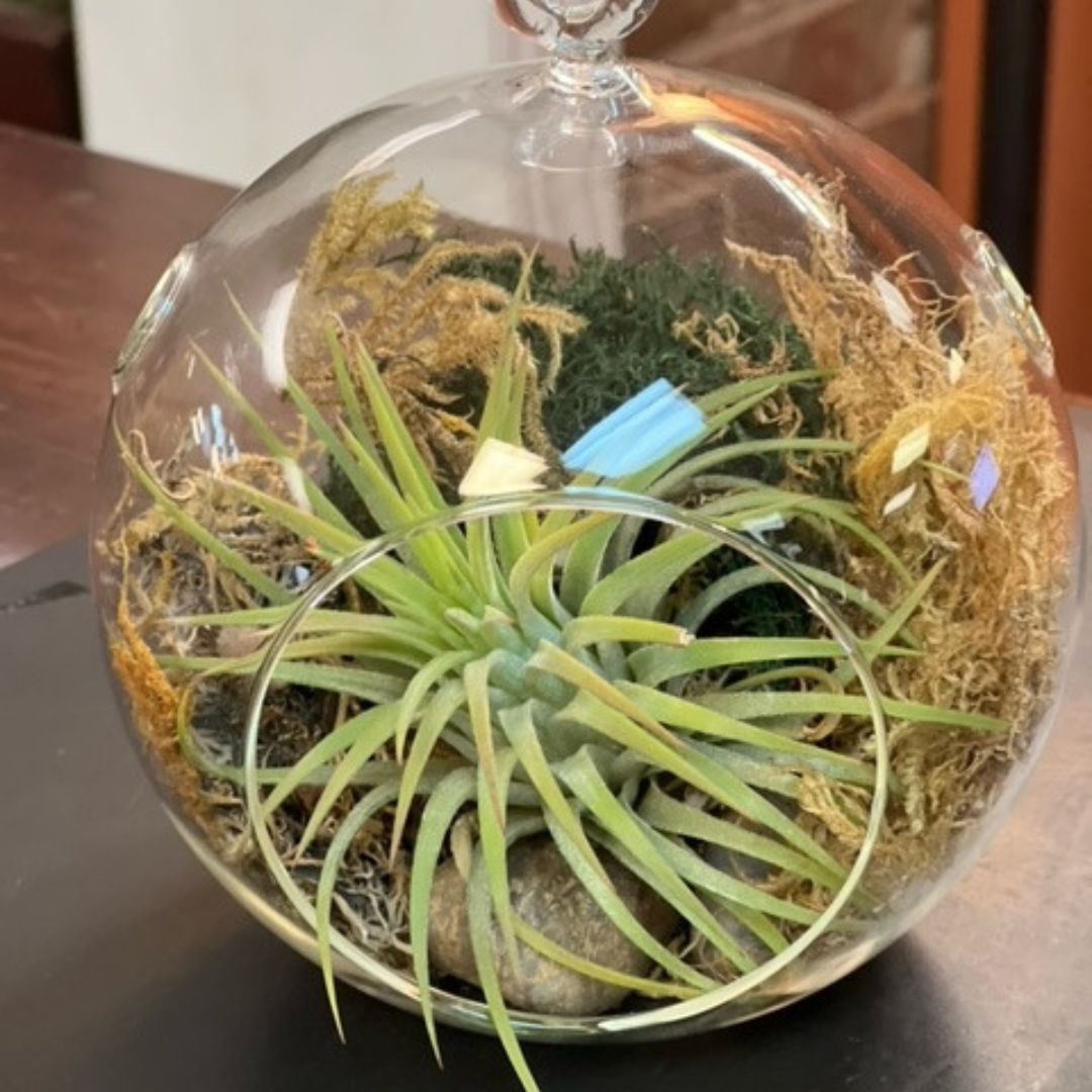 Hanging Airplant Globes