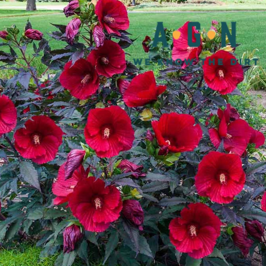 Midnight Marvel Hardy Hibiscus (Rosemallow)