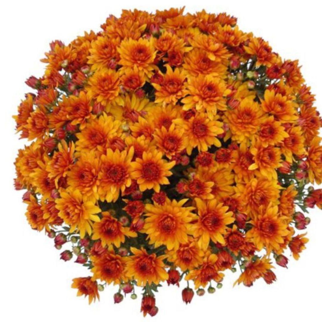 8" Mums