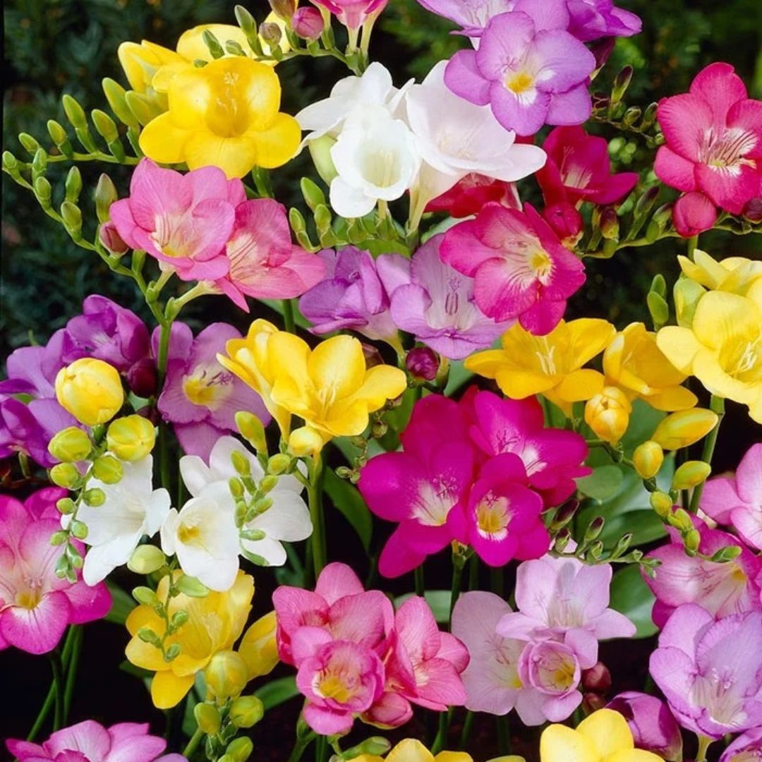 Single Mixed Freesia