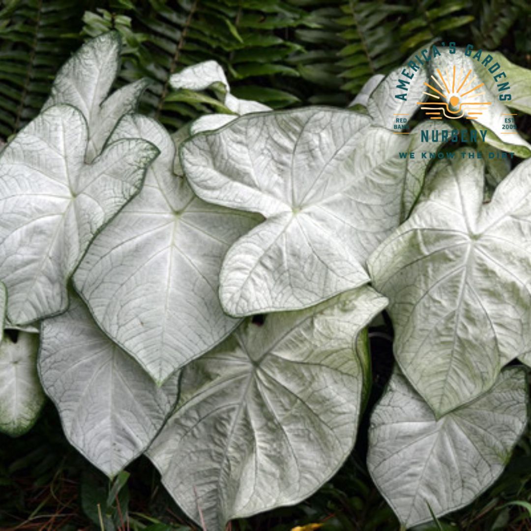 Caladium Plants