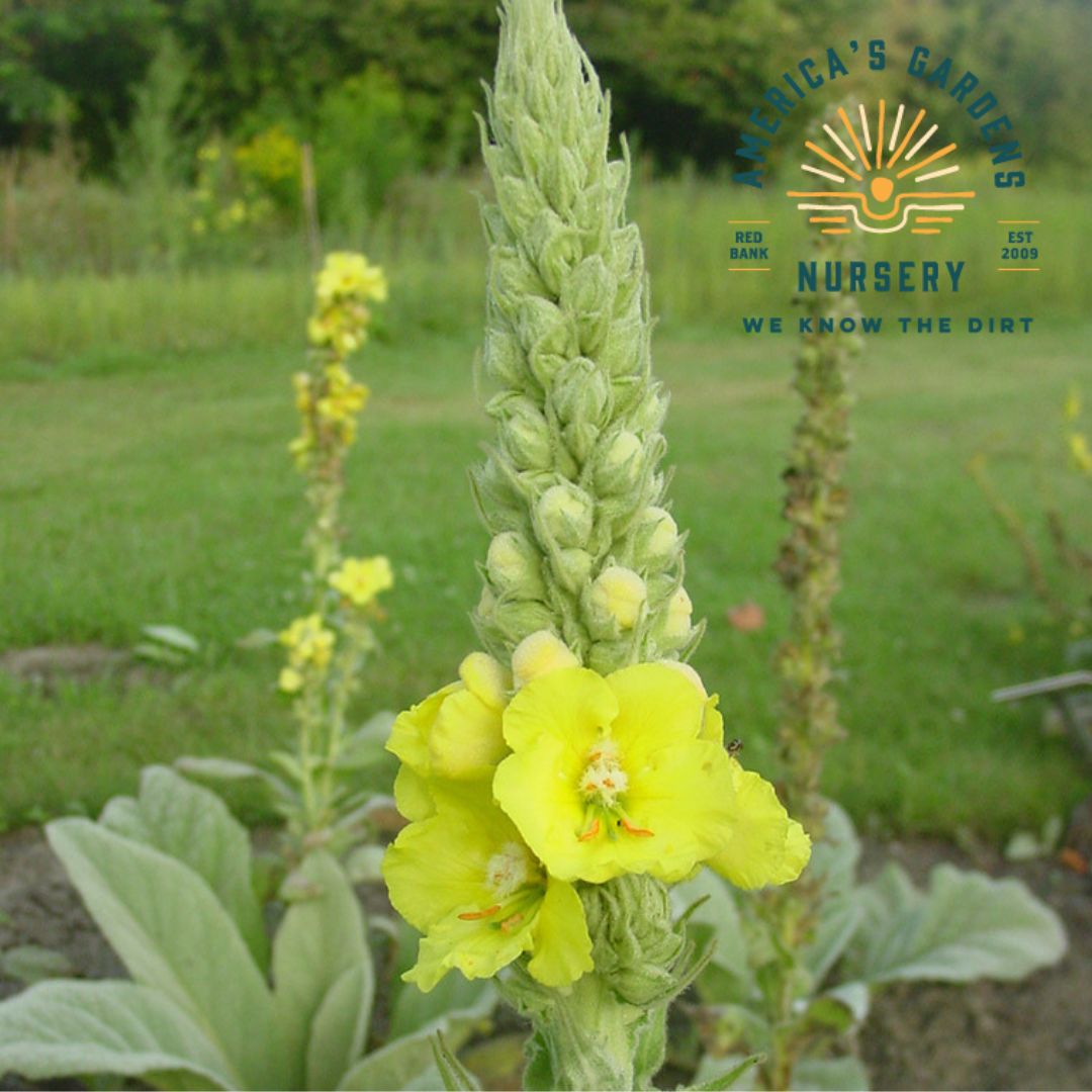 Common Mullein Plant