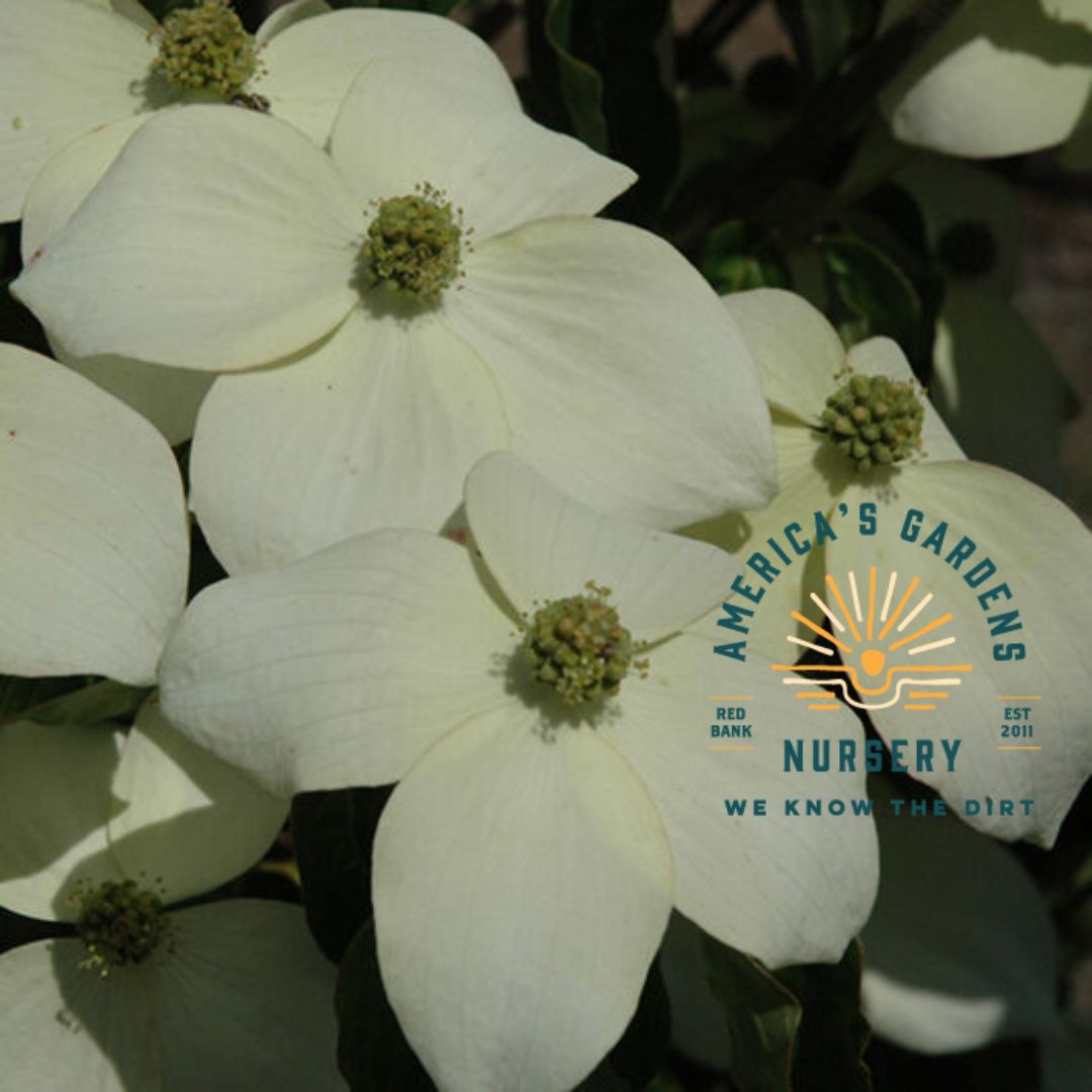 National Kousa Dogwood Tree