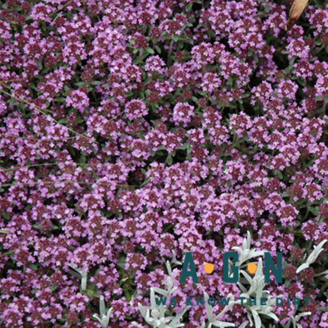 Pink Chintz Flowering Creeping Thyme