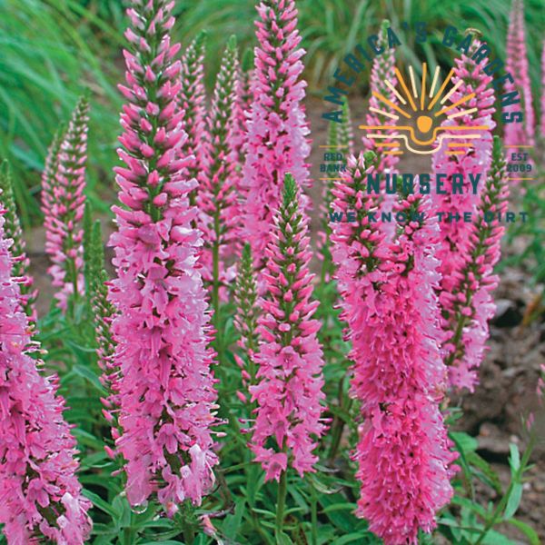 Pink Goblin Veronica