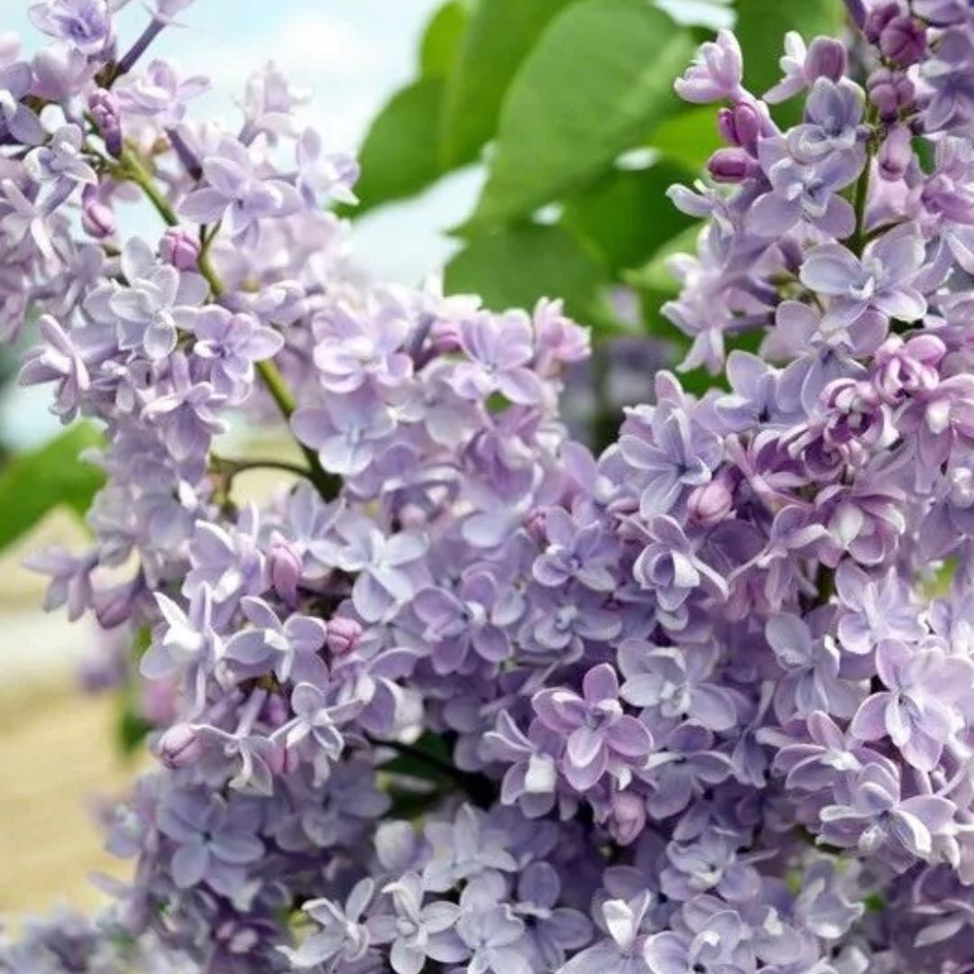 President Grevy Lilac Bush