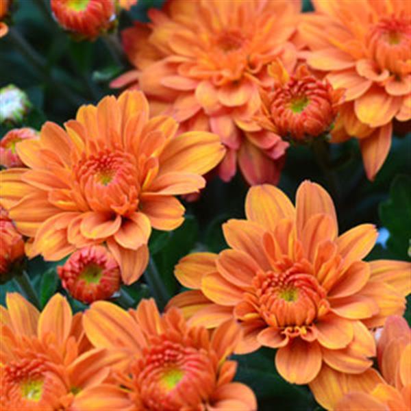 8" Mums