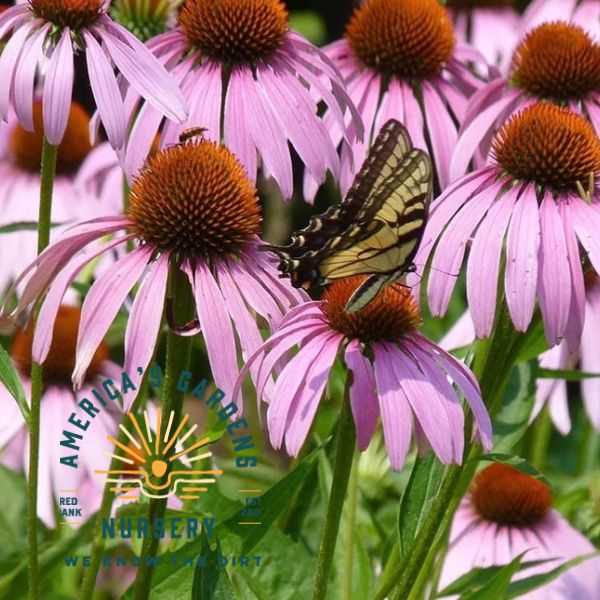 Purple Coneflower