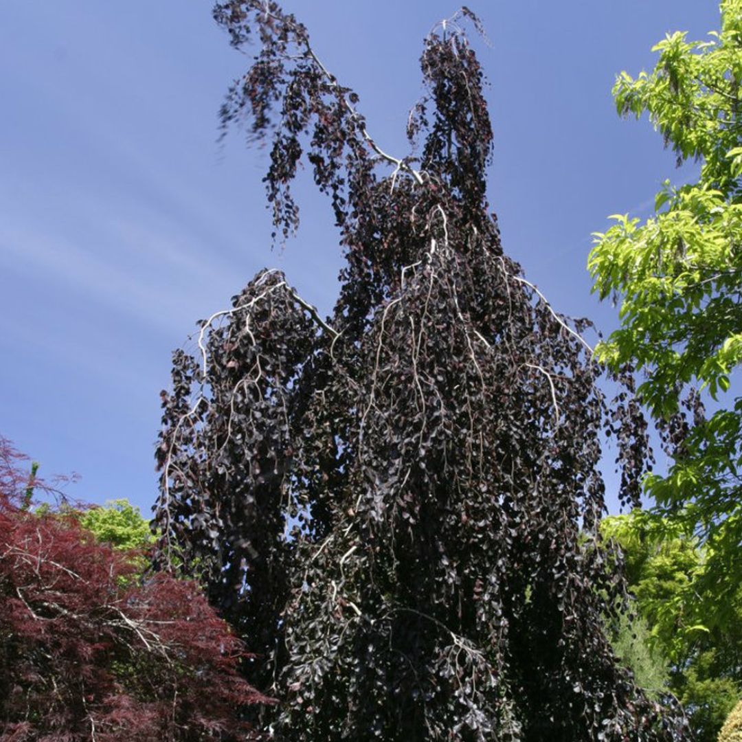 Purple Fountain Weeping Beech Tree