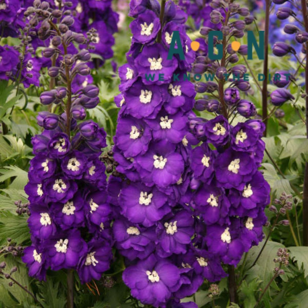 Purple Passion Delphinium