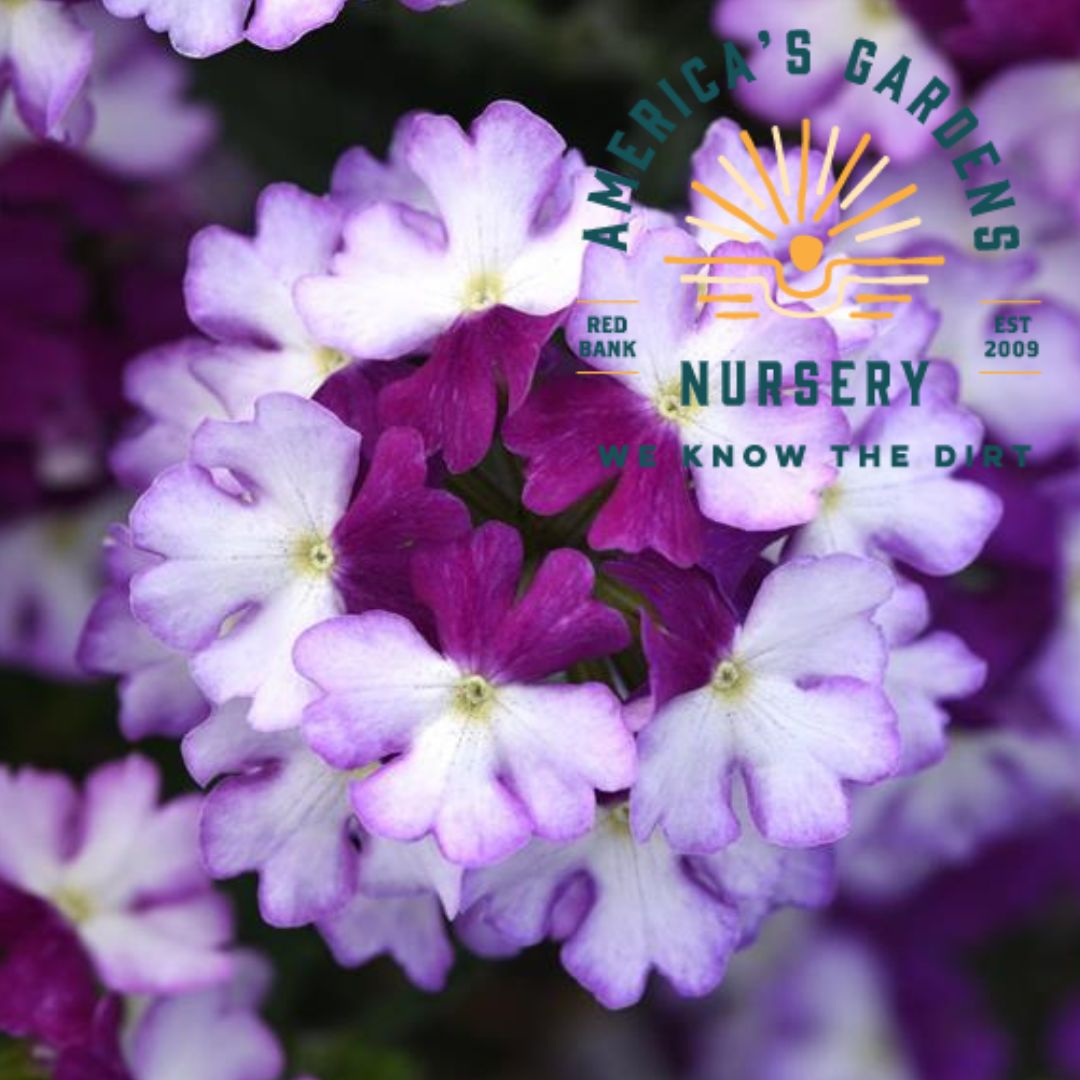 Firehouse Verbena