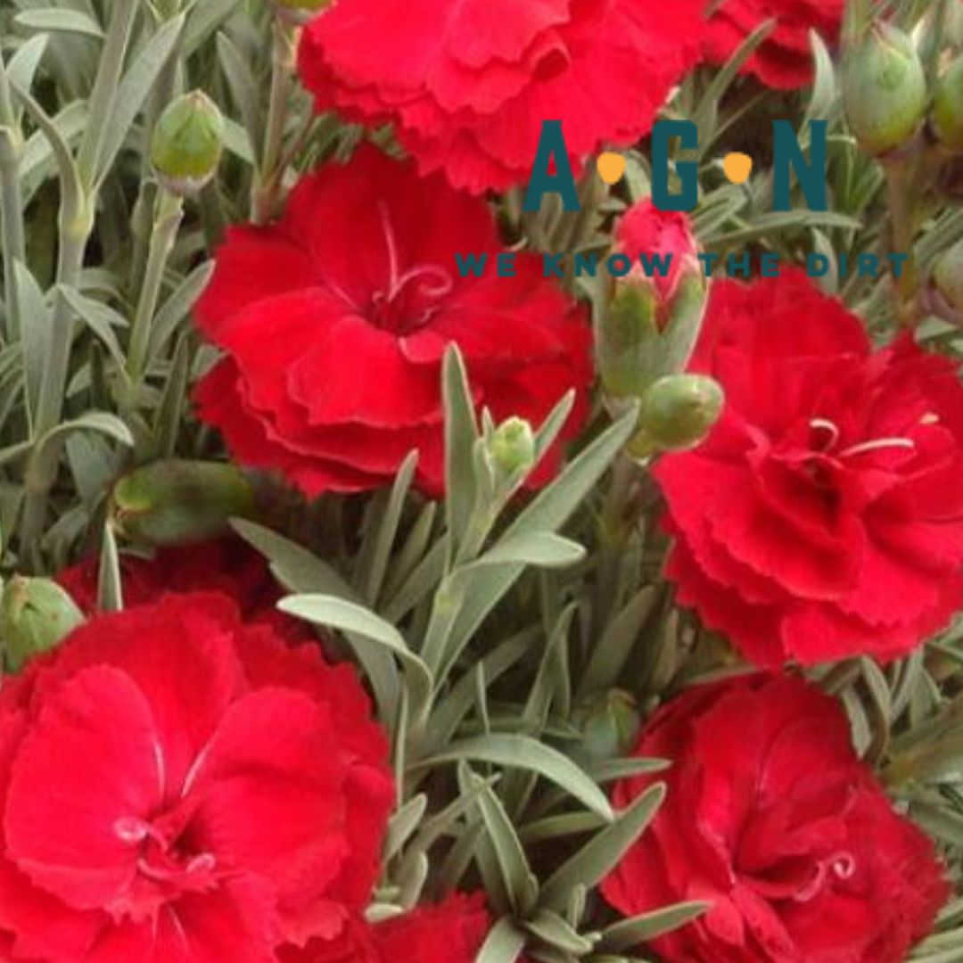 Early Bird Dianthus