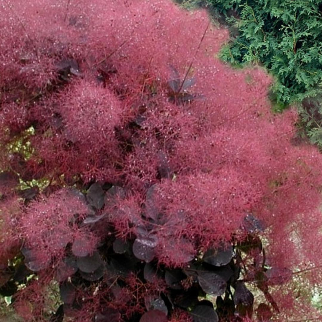 Royal Purple Smoke Tree | America's Gardens Nursery
