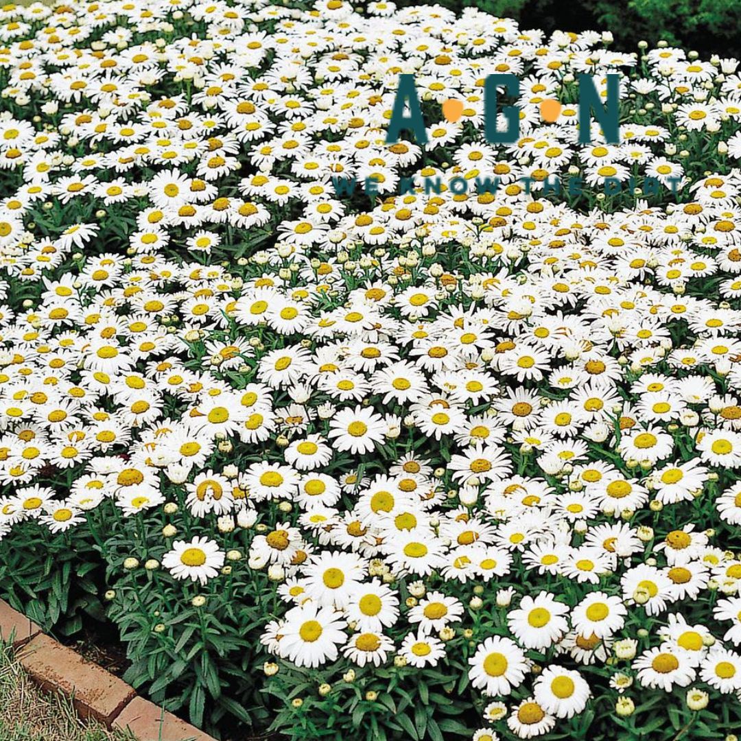 Snow Lady Shasta Daisy