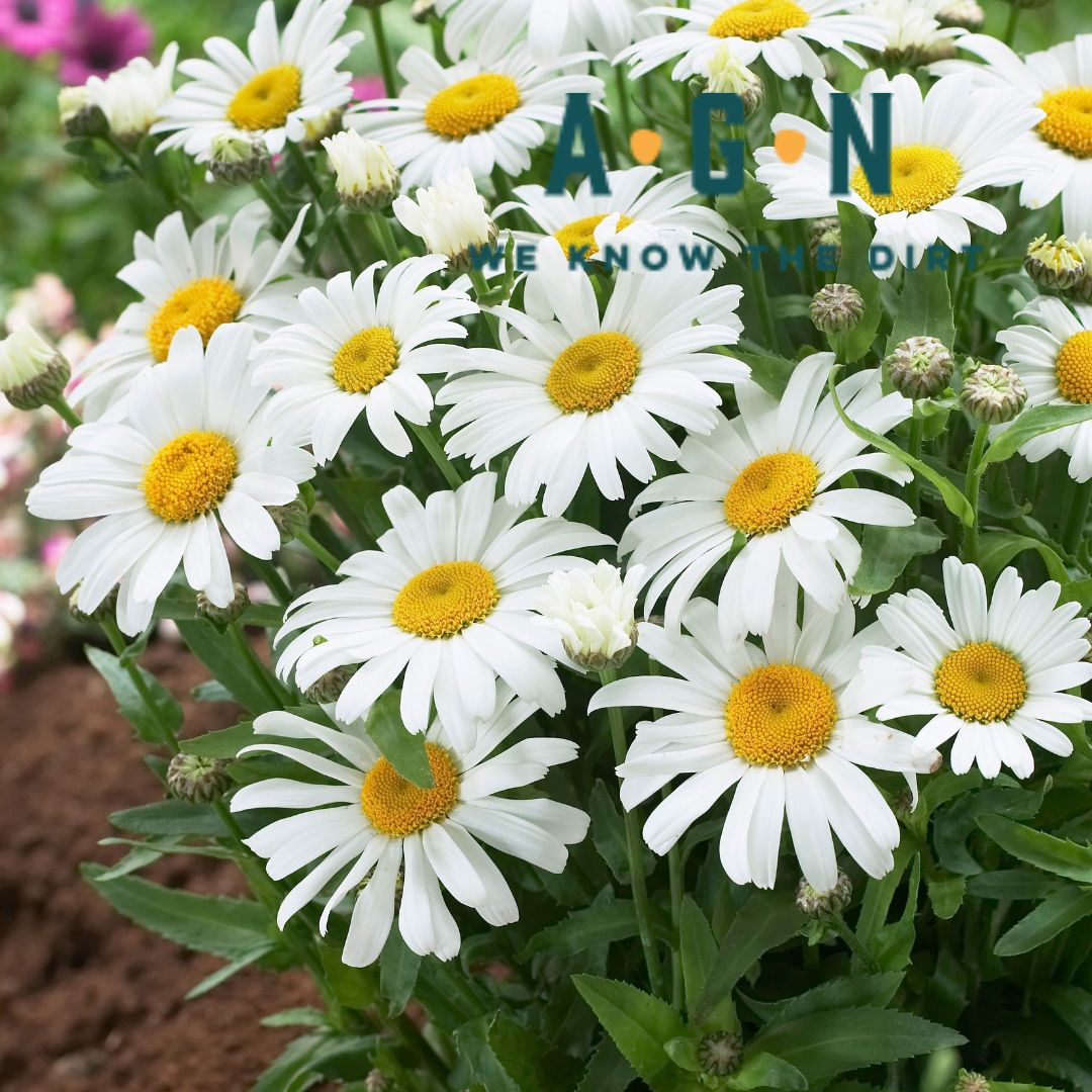 Snow Lady Shasta Daisy